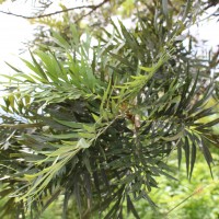 Proteaceae